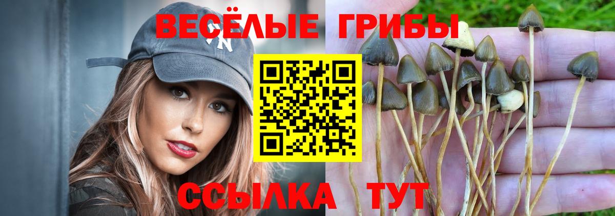Галлюциногенные грибы Psilocybe Сердобск